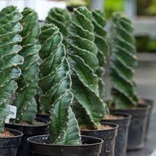 Image result for Senecio forbesii