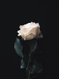 Feel free to use these aesthetic black and white laptop images as a background for your pc, laptop, android phone, iphone or tablet. Black Rose Tumblr Wallpapers Wallpaper Cave