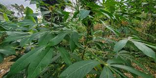 Image result for Manulea crassifolia
