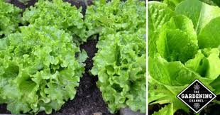 When planning close spacing, it. Growing Lettuce In The Home Garden Gardening Channel