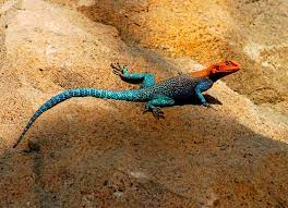 << nonstressed breeding males of the west african subspecies have brilliant orange heads, an indigo blue or black body and legs, and a tail that is bluish white at the. Agama Agama Wikipedia