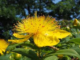 Image result for Hypericum quartinianum