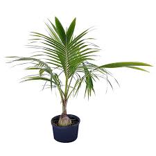 Image result for Cocos nucifera