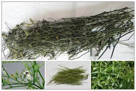 Đem sắc với 3 chén nước, còn lại. Cay Xuyen Tam Lien Ä'á»‹a Chá»‰ Ban Xuyen Tam Lien Xuyen Tam Lien
