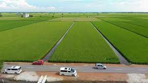 Padi sawah banyak di tanam di semenanjung malaysia iaitu di pantai barat terutamanya di bahagian utara. Viral Malaysia Katanya Di Kawasan Sawah Padi Di Facebook