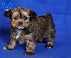 Stewie Shorkie Puppy For Sale Keystone Puppies Shorkie Puppies Shorkie Puppies For Sale Mixed Breed Puppies