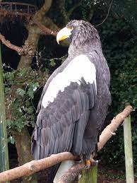 Jaarlijks raken er duizenden zoek. File 20191027 Avifauna Stellers Zeearend Haliaeetus Pelagicus Jpg Wikimedia Commons
