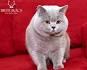 British Shorthair Female Vs Male Cat – My British Shorthair