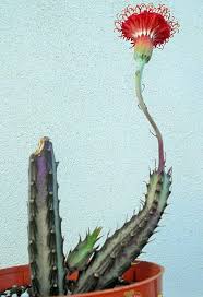 Image result for Senecio sp.no.4