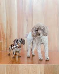 How big are miniature dachshund puppies? Dachshund Puppies For Sale Near Me Home Facebook