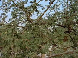 Image result for Acacia mellifera