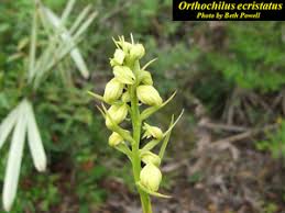 Image result for Orthochilus