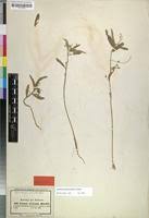 Image result for Caperonia fistulosa