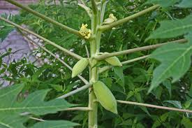 Feathery needles have hues of lime green to chartreuse, lending a sun. Plantanswers Plant Answers Papaya Growing In San Antonio By Dr Ying Doon Moy