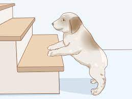 Puppies learn a step at a time when it comes to taking stairs. How To Help A Dog Overcome Its Fear Of Stairs 10 Steps