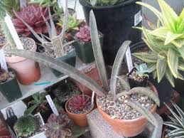 Image result for Sansevieria hallii