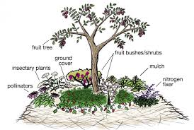 Conventional garden wisdom is that you shouldn't underplant fruit trees with anything at all, particularly when young because they have to compete for nutrients and water with the things on the soil. A Guide To Planting A Wonderful Permaculture Fruit Tree Guild Garden And Happy