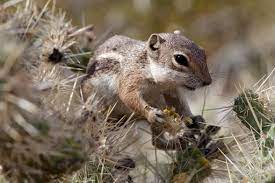 Harris Antelope Ground Squirrel Ammospermophilus Harrisii On A Silver Cholla 4702x3133 Oc Squirrel Desert Animals Prarie Dog