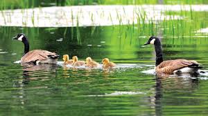 The ducks keep themselves away from the geese except when going to bed and then they have an. Learn About Canada Geese Mass Gov