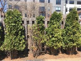 However, if arborvitae are pruned heavily (exposing bare areas), they often have a difficult time filling in bare spots. Should I Replace This Arborvitae Or Will It Grow Back Gardening Landscaping Stack Exchange