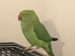 Check spelling or type a new query. Female Indian Ringneck Parakeet Stoke On Trent Staffordshire Pets4homes