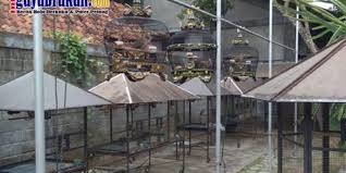 Cara membuat sangkar tidak akan lepas dari mal untuk mendapat presisi. Cara Memilih Sangkar Burung Derkuku Yang Benar Info Guyub Rukun Derkuku Puter Pelung