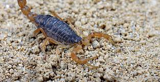 Efren's pest control offer home and commercial pest and rodent extermination. Pest Control El Paso Texas Efren S Pest Control