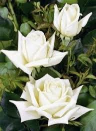 Maybe you would like to learn more about one of these? Ramblerrose Perennial Blush Containerrosen Im Grossen 7 5 Liter Topf Rosen Garten Wolt Gmfinance Co Il