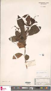 Image result for Leptochloa coerulescens