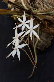 Image result for Aerangis kirkii