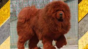 Taipei, chinese national olympic committee: Why This Dog Was Meant To Be Hot Pot Meat China Uncensored Youtube