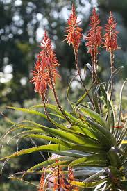Maybe you would like to learn more about one of these? Types Of Succulents 15 Of The Best Succulent Plants Garden Design