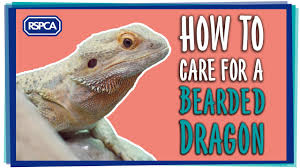 We did not find results for: Bearded Dragon Care Including Diet Set Up And More Rspca