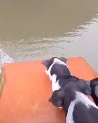 Ahhhhhh Drole Tiere Happytiere Schonetiere Lustigertiere Beautifulanimals Komik Hayvan Videolari Komik Kopek Fotograflari Hayvan Bebekler