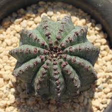 Image result for Euphorbia crebrifolia