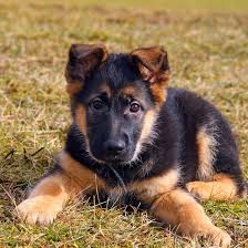 Contact georgia german shepherd puppies on messenger. German Shepherd Breeders Puppies For Sale In California