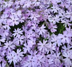 Most groundcovers are evergreen & their growth rate varies. 15 Best Flowering Ground Covers For Sun