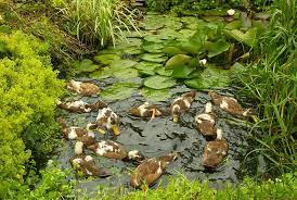 (they can be a little spastic. Indian Runner Duck Club Making The Ideal Decorative Duck Pond