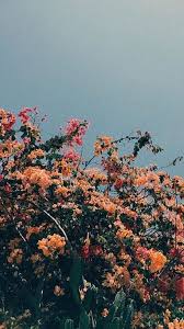 Pin By M E R C E D E S On B A C K G R O U N D S Iphone Wallpaper Tumblr Aesthetic Flower Background Wallpaper Aesthetic Wallpapers