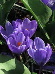 Pin By Elena On Ostern Easter Crocus Flower Purple Flowers Beautiful Flowers