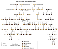 hair colour genetics brown being dominant brown hair