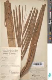 Image result for Raphia sese