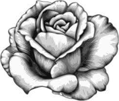 Download black rose images and photos. Download Drawing Flower Watercolor Black White Rose Fleur Dessin Realiste Png Image With No Background Pngkey Com