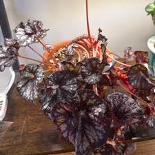 Image result for Begonia meyeri-johannis