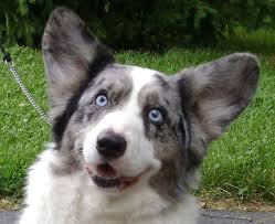 Black And White Cardigan Welsh Corgi Puppy Arbennig Cardigan Welsh Corgis Cardigan Welsh Corgi Puppies Welsh Corgi Puppies Corgi