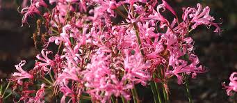 Nomi fiori con bulbo : Nerine Bulbi Perenni Fioriti Anche In Autunno