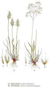 Image result for Aira caryophyllea