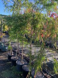 Image result for Agonis flexuosa