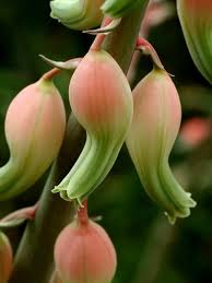 It is a fairly common and easy to grow species. Gasteria Bicolor Lawyer S Tongue World Of Succulents