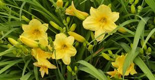 Maybe you would like to learn more about one of these? Try These Daylily Flower Growing Ideas Gardening Channel